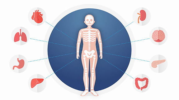 Illustration of human body and organs